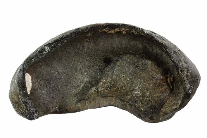 Fossil Whale Ear Bone - Miocene #95753